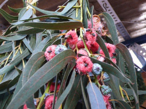 Eucalyptus leaves on sale at the Santa Llucia Christmas Market